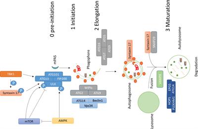 Nanomaterials for Autophagy-Related miRNA-34a Delivery in Cancer Treatment